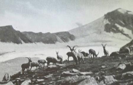 Ibex in the Gran Paradiso National Park (1933) Ibex in the Gran Paradiso National Park (1933)