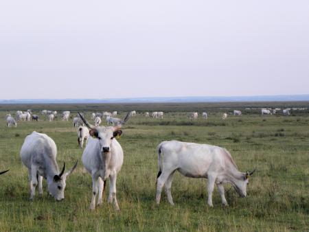 Hungarian Grey Cattle herd at the Neudegg in the Lake Neusiedl National Park -Seewinkel Hungarian Grey Cattle herd at the Neudegg in the Lake Neusiedl National Park -S