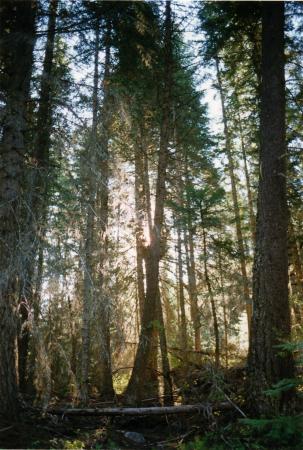 Sunrise at Eagle Cap Wilderness Area. <a rel="license" href="http://creativecommons.org/licenses/by-nc/2.0/" target="_blank"><img alt="Creative Commons License" style="border-width:0" src="http://i.creativecommons.org/l/by-nc/2.0/80x15.png" /></a> Doug Geisler 2010. Accessed via flickr, click to view <a href="http://www.flickr.com/photos/55241410@N00/4774716718/" target="_blank">original source</a>. Sunrise at Eagle Cap Wilderness Area