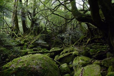Forest on Yakushima Island in Kagoshima (southern Japan). <a rel="license" href="http://creativecommons.org/licenses/by-nc-nd/3.0/" target="_blank">CC BY-NC-ND 3.0</a> Genta Masuda 2007. <a href="http://www.flickr.com/photos/gnt/1517675371/" target="_blank">View original source</a>. Forest on Yakushima Island in Kagoshima (southern Japan)