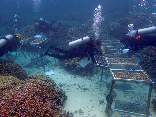 Living On Coral Time Debating Conservation In The Anthropocene 