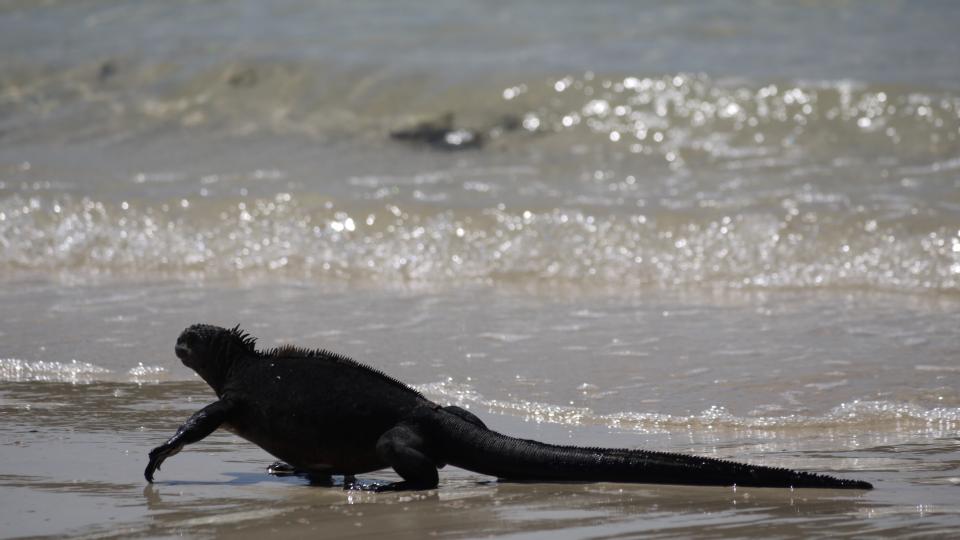 Evolution For World Heritage The Galapagos Islands National Park Environment Society Portal