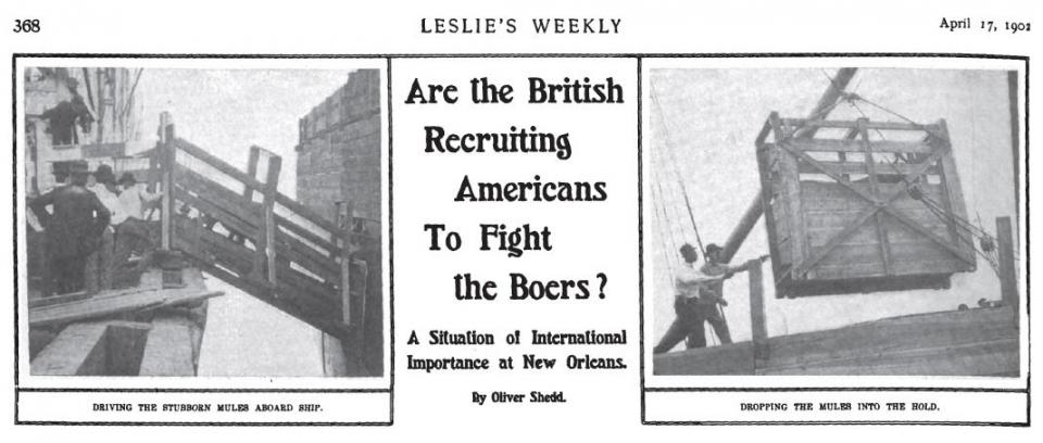 American Horses For The South African War 1899 1902 Environment Society Portal