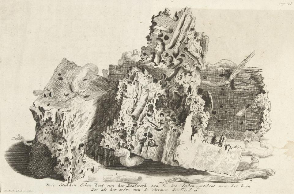 Molluscan Explosion The Dutch Shipworm Epidemic Of The 1730s Environment Society Portal