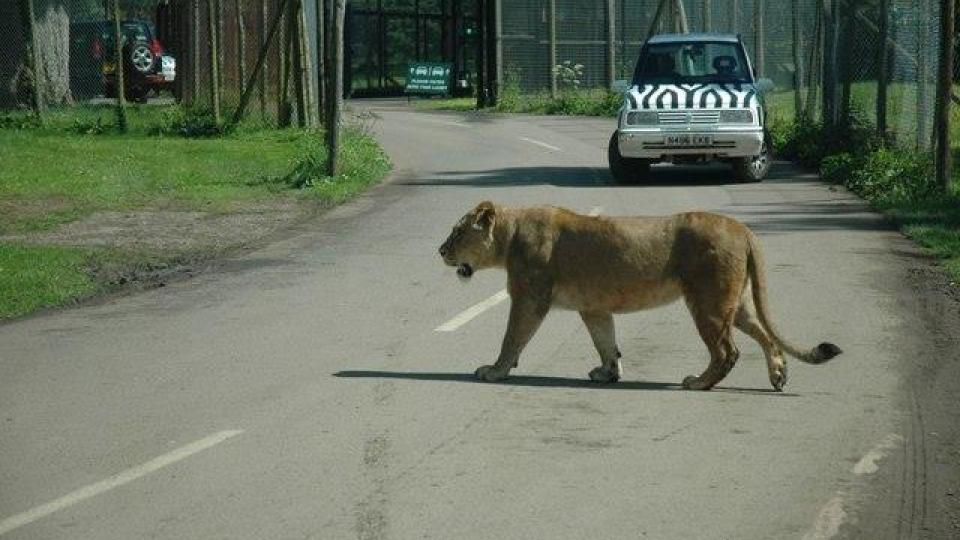 Lions Lords And Automobiles Animal Entertainment And Travel Technologies In The Late Twentieth Century Environment Society Portal
