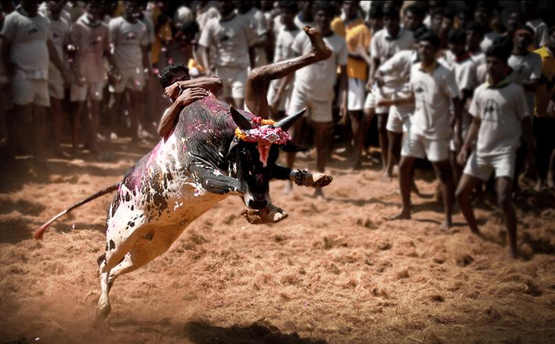 Animal Rights Vs Bullfights The Horns Of An Indian Dilemma Environment Society Portal Bull, as it has more hitpoints and its primary weapon has a lethality of 0.9 as opposed to the lion's 0.73. environment society portal