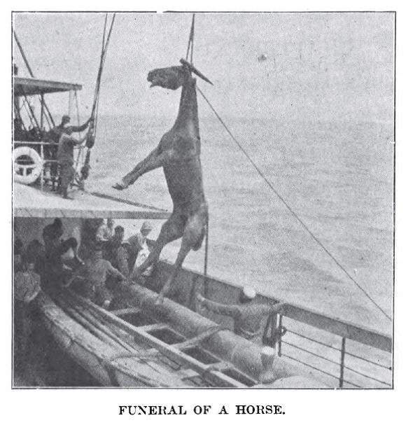 American Horses For The South African War 1899 1902 Environment Society Portal