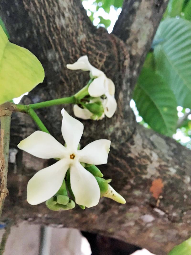 Griffonia simplicifolia - Wikipedia