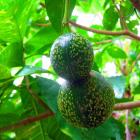 Voacanga Africana, 100g/10 USD, Shipping Cost is 10 USD