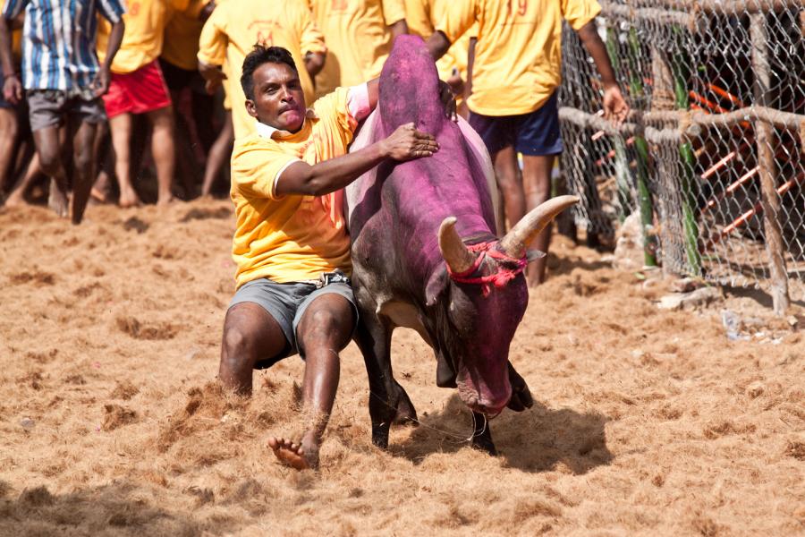 Animal Rights vs. Bullfights: The Horns of an Indian Dilemma | Environment & Society Portal Animal Rights vs. Bullfights: The Horns of an Indian Dilemma | Environment & Society Portal