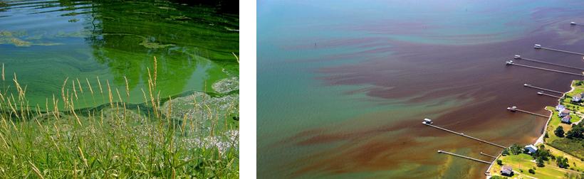 Water bloom, Algal Blooms, Eutrophication & Nutrient Pollution