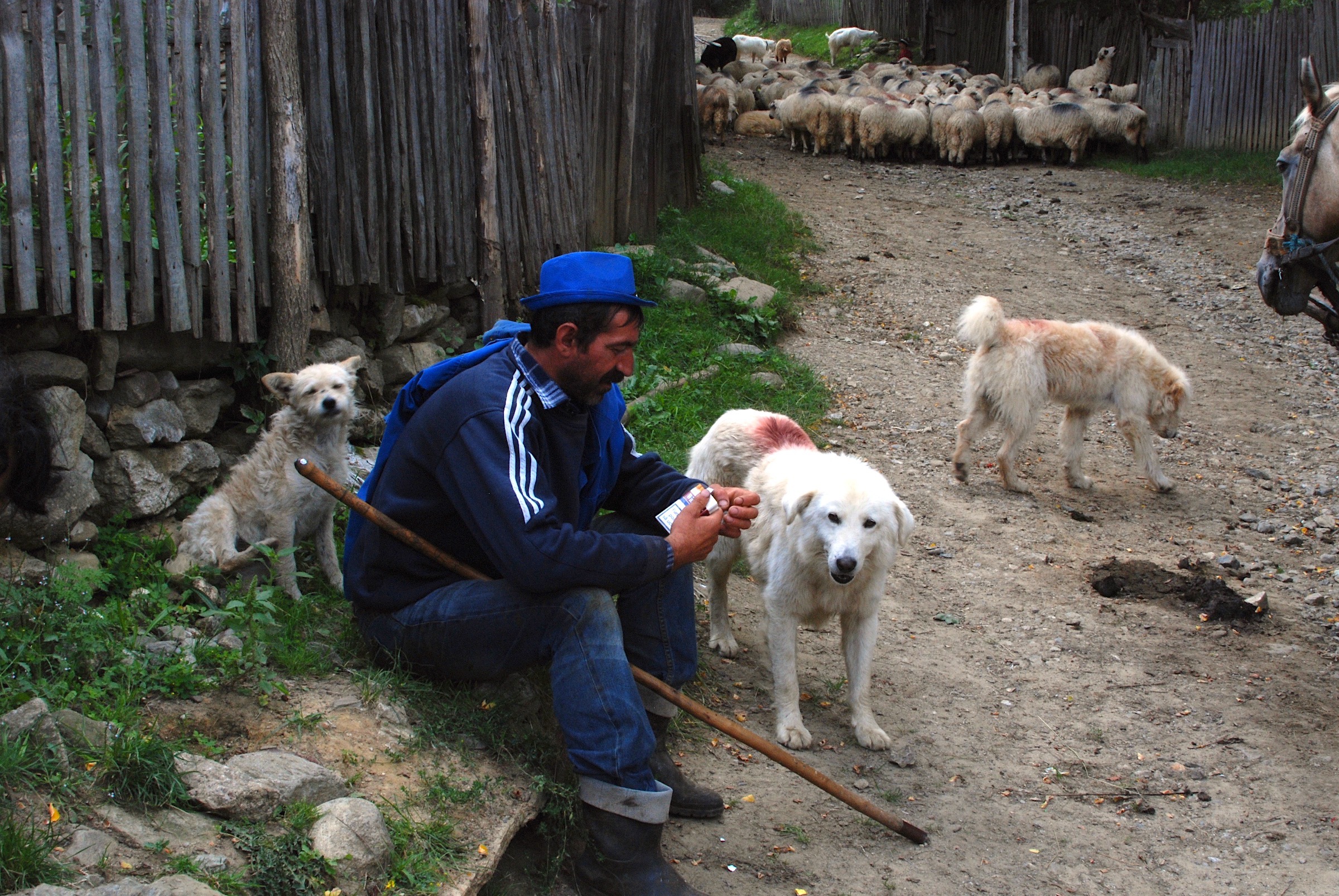 Canine Menace Feral Dogs, Bison, and Rewilding in the Carpathian