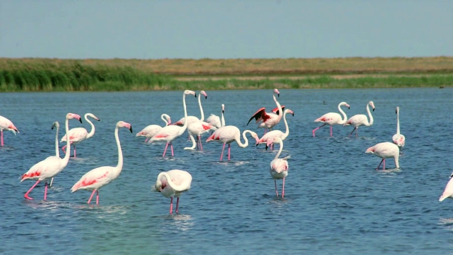 A Blue-Green Oasis in the Heart of the Kazakh Steppe: The Korgalzhyn Nature Reserve | Environment & Society Portal A Blue-Green Oasis in the Heart of the Kazakh Steppe: The Korgalzhyn Nature Reserve | Environment & Society Portal